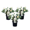 Plant in a Box Kerstroos - Set van 3 - Helleborus niger 'Mont Blanc' - Hoogte 20-30cm - ⌀12cm