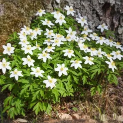 Plant in a Box Kerstroos - Set van 3 - Helleborus niger 'Mont Blanc' - Hoogte 20-30cm - ⌀12cm