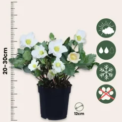 Plant in a Box Kerstroos - Set van 3 - Helleborus niger 'Mont Blanc' - Hoogte 20-30cm - ⌀12cm
