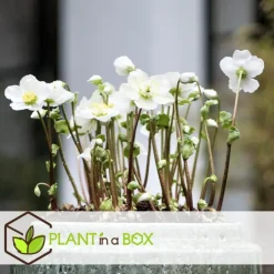 Plant in a Box Kerstroos - Set van 3 - Helleborus niger 'Mont Blanc' - Hoogte 20-30cm - ⌀12cm