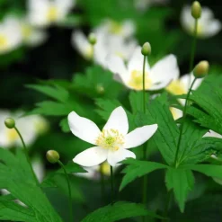 Plant in a Box Kerstroos - Set van 3 - Helleborus niger 'Mont Blanc' - Hoogte 20-30cm - ⌀12cm