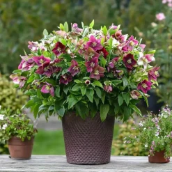 Plant in a Box Kerstroos - Set van 3 - Helleborus orientalis - Hoogte 20-30cm - ⌀12cm Clearance