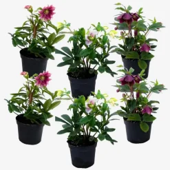 Plant in a Box Kerstroos - Set van 6 - Helleborus orientalis - Hoogte 20-30cm - ⌀12cm Discount