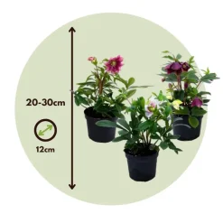 Plant in a Box Kerstroos - Set van 6 - Helleborus orientalis - Hoogte 20-30cm - ⌀12cm Discount