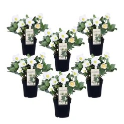 Plant in a Box Kerstroos - Set van 6 - Helleborus niger 'Mont Blanc' - Hoogte 20-30cm - ⌀12cm