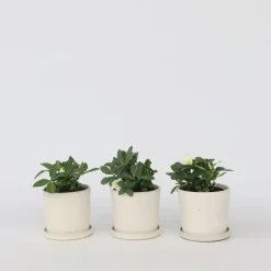 Plant in a Box Kerstroos - Set van 6 - Helleborus niger 'Mont Blanc' - Hoogte 20-30cm - ⌀12cm