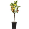 Plant in a Box Klassieke Appelmix - Malus - Hoogte 60-70cm - ⌀17cm Outlet