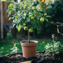 Plant in a Box Klassieke Appelmix - Malus - Hoogte 60-70cm - ⌀17cm Outlet