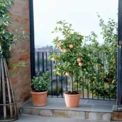 Plant in a Box Klassieke Appelmix - Set van 2 - Malus - Hoogte 60-70cm - ⌀17cm Best