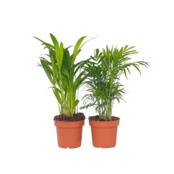 Plant in a Box Kleine kamerpalmen - Set van 2 - Dypsis, Chamaedorea - Hoogte 25-40cm - ⌀12cm Discount