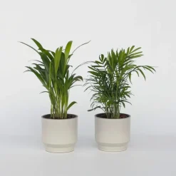Plant in a Box Kleine kamerpalmen - Set van 2 - Dypsis, Chamaedorea - Hoogte 25-40cm - ⌀12cm Discount