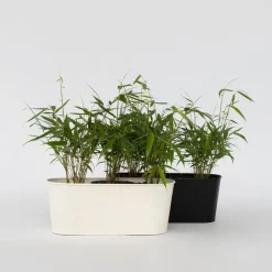 Plant in a Box Kleurrijke Bamboe - Set van 6 - Fargesia 'Asian Wonder' - Hoogte 25-40cm - ⌀13cm New