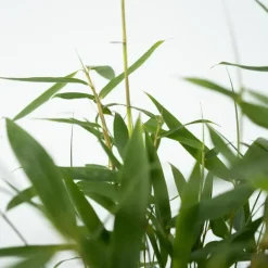 Plant in a Box Kleurrijke Bamboe - Set van 6 - Fargesia 'Asian Wonder' - Hoogte 25-40cm - ⌀13cm New