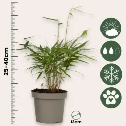 Plant in a Box Kleurrijke Bamboe - Set van 6 - Fargesia 'Asian Wonder' - Hoogte 25-40cm - ⌀13cm New