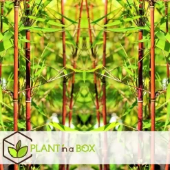 Plant in a Box Kleurrijke Bamboe - Set van 6 - Fargesia 'Asian Wonder' - Hoogte 25-40cm - ⌀13cm New