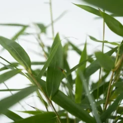 Plant in a Box Kleurrijke Bamboe - Set van 6 - Fargesia 'Asian Wonder' - Hoogte 25-40cm - ⌀13cm New