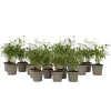 Plant in a Box Kleurrijke Bamboe - Set van 18 - Fargesia 'Asian Wonder - Hoogte 25-40cm - ⌀13cm New