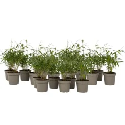 Plant in a Box Kleurrijke Bamboe - Set van 18 - Fargesia 'Asian Wonder - Hoogte 25-40cm - ⌀13cm New