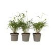 Plant in a Box Kleurrijke Bamboe - Set van 3 - Fargesia 'Asian Wonder' - Hoogte 25-40cm - ⌀13cm Hot