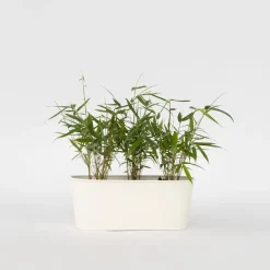 Plant in a Box Kleurrijke Bamboe - Set van 3 - Fargesia 'Asian Wonder' - Hoogte 25-40cm - ⌀13cm Hot