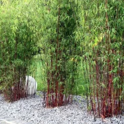 Plant in a Box Kleurrijke Bamboe - Set van 3 - Fargesia 'Asian Wonder' - Hoogte 25-40cm - ⌀13cm Hot