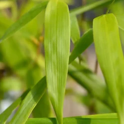 Plant in a Box Kleurrijke Bamboe - Set van 3 - Fargesia 'Asian Wonder' - Hoogte 25-40cm - ⌀13cm Hot
