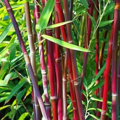 Plant in a Box Kleurrijke Bamboe - Set van 3 - Fargesia 'Asian Wonder' - Hoogte 25-40cm - ⌀13cm Hot