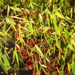 Plant in a Box Kleurrijke Bamboe - Set van 3 - Fargesia 'Asian Wonder' - Hoogte 25-40cm - ⌀13cm Hot