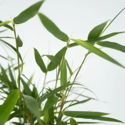 Plant in a Box Kleurrijke Bamboe - Set van 3 - Fargesia 'Asian Wonder' - Hoogte 25-40cm - ⌀13cm Hot