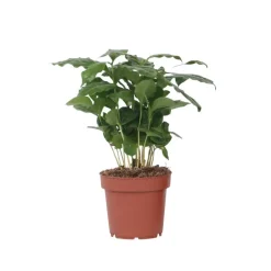 Plant in a Box Koffieplant - Coffea arabica - Hoogte 25-40cm - ⌀12cm Discount
