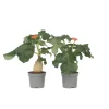Plant in a Box Koraalplant - Set van 2 - Jatropha podagrica - Hoogte 25-45cm - ⌀13cm Sale
