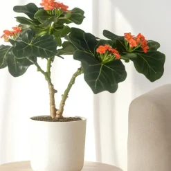 Plant in a Box Koraalplant - Set van 2 - Jatropha podagrica - Hoogte 25-45cm - ⌀13cm Sale