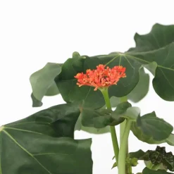 Plant in a Box Koraalplant - Set van 2 - Jatropha podagrica - Hoogte 25-45cm - ⌀13cm Sale