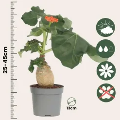 Plant in a Box Koraalplant - Set van 2 - Jatropha podagrica - Hoogte 25-45cm - ⌀13cm Sale