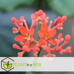 Plant in a Box Koraalplant - Set van 2 - Jatropha podagrica - Hoogte 25-45cm - ⌀13cm Sale