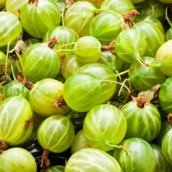 Plant in a Box Kruisbes - Set van 3 - Ribes uva- crispa - Hoogte 25-40cm - ⌀9cm Best