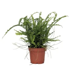 Plant in a Box Krulvaren - Nephrolepis 'Duffii' - Hoogte 25-40cm - ⌀12cm