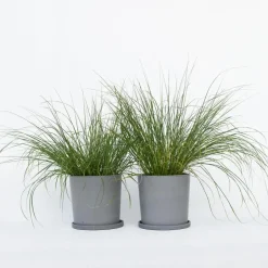 Plant in a Box Lampenpoetersgras - Set van 2 - Pennisetum 'Hameln' - Hoogte 20-30cm - ⌀23cm Hot