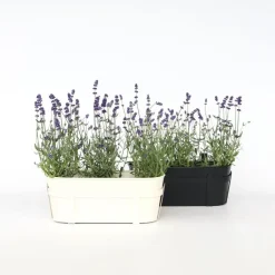 Plant in a Box Lavendel - Set van 12 - Lavandula angustifolia - Hoogte 10-15cm - ⌀10,5cm Hot