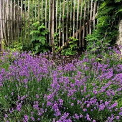 Plant in a Box Lavendel - Set van 12 - Lavandula angustifolia - Hoogte 10-15cm - ⌀10,5cm Hot