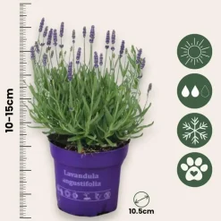 Plant in a Box Lavendel - Set van 12 - Lavandula angustifolia - Hoogte 10-15cm - ⌀10,5cm Hot