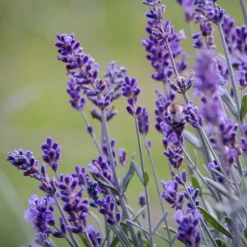 Plant in a Box Lavendel - Set van 6 - Lavandula angustifolia - Hoogte 10-15cm - ⌀10,5cm