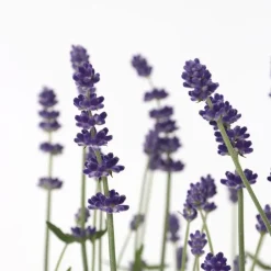 Plant in a Box Lavendel - Set van 36 - Lavandula angustifolia - Hoogte 10-15cm - ⌀10,5cm Sale