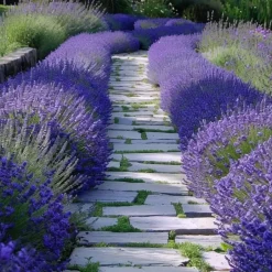 Plant in a Box Lavendel - Set van 36 - Lavandula angustifolia - Hoogte 10-15cm - ⌀10,5cm Sale