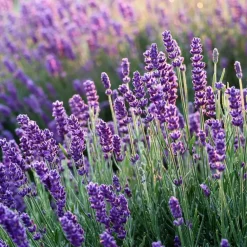 Plant in a Box Lavendel - Set van 36 - Lavandula angustifolia - Hoogte 10-15cm - ⌀10,5cm Sale