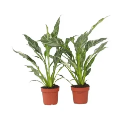 Plant in a Box Lepelplant - Set van 2 - Spathiphyllum 'Diamond' - Hoogte 40-50cm - ⌀12cm Online