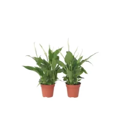 Plant in a Box Lepelplant - Set van 2 - Spathiphyllum 'Torelli' - Hoogte 30-45cm - ⌀12cm Best