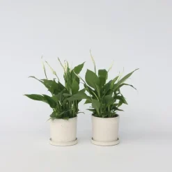 Plant in a Box Lepelplant - Set van 2 - Spathiphyllum 'Torelli' - Hoogte 30-45cm - ⌀12cm Best