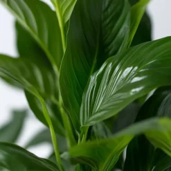 Plant in a Box Lepelplant - Spathiphyllum 'Torelli' - Hoogte 30-45cm - ⌀12cm Sale