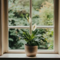 Plant in a Box Lepelplant - Spathiphyllum 'Torelli' - Hoogte 30-45cm - ⌀12cm Sale